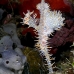 pipefish_ghost_ornate_tr_si_v_0135_kom0496.jpg